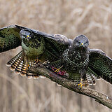 Buzzards